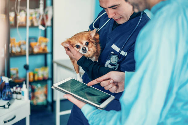 Veterinarian with Cat
